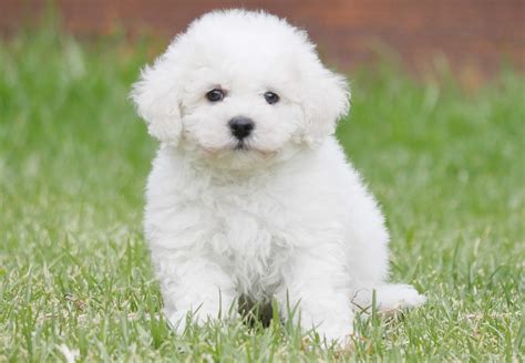 cute bichon frise pictures.